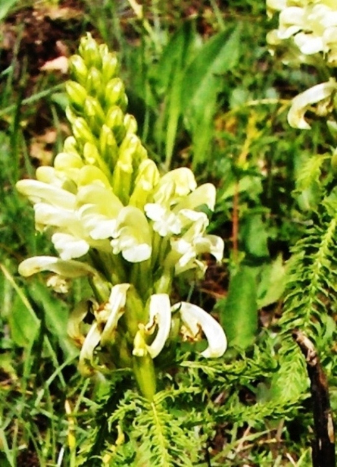 Pedicularis comosa (e P. hoermanniana)